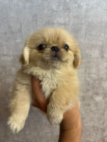 Akvarium aksessuar və ləvazimatları: Pekines, 2 ay, Erkek