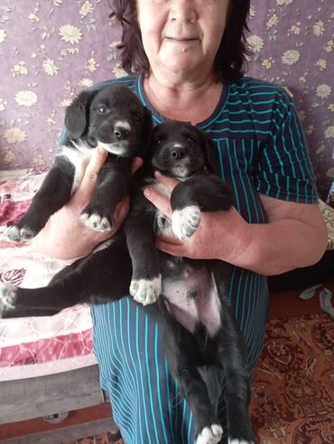 где продать собаку: Собака даром: 2 месяца, Самка