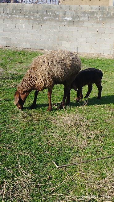 Баран, овца: Продаю | Овца (самка) | Для разведения | Матка — 15