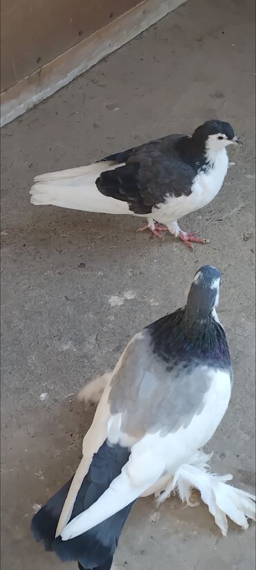 Göyərçinlər: 3 eded delfin 1 cütdür bala verir saglam heyvanlardir 3 ededi 45 manat — 9