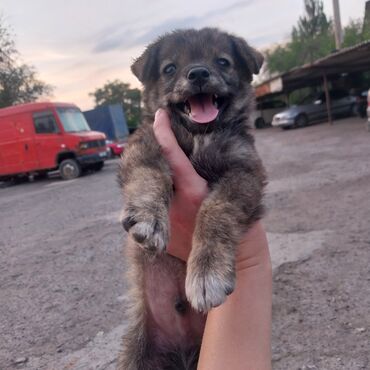 мышык талас: Ит бекер берилет: Жөнөкөй ит, 2 айлык, Эркек