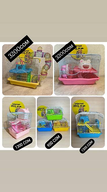 Хомяки: Продаются хомячки джунгарские, сирийские, ангорские пушистые хомячки — 23