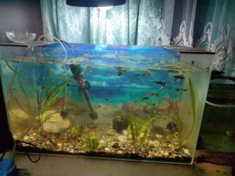 собака доберман сколько стоит: Продаю аквариумы можно вместе, можно отдельно, с оборудованием один на