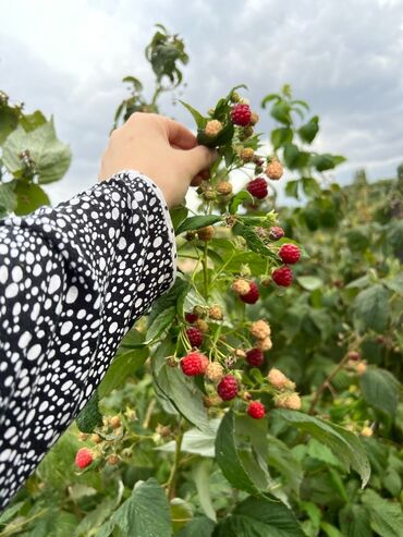 семена кукурузы бишкек: Рассада : Малина, Самовывоз