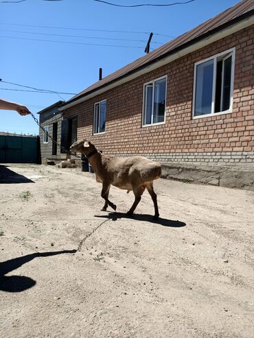 машинки для стрижки животных: Продам кочкор 3 года прошу 45000
