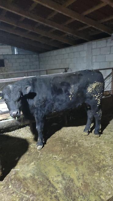 Коровы, быки: Продаю | Бык (самец) | На откорм — 5