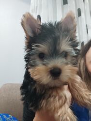 отдам в хорошие руки маленькую пушистую собаку: Йоркширский терьер, 3 месяца, Самец