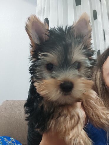 enzo шампунь отзывы: Yorkşir teryer