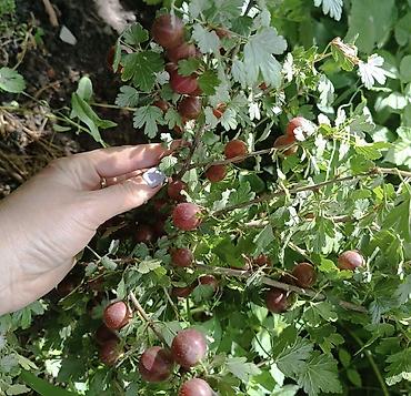 соус: Крыжовник красноплодный (сортовой куст). Остались кусты 3-х летка — 9