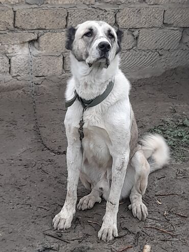 İtlər: Salam hamıya! çox sağlam və gözəl küçüklər satılır! 2 aylıg, erkək və — 11