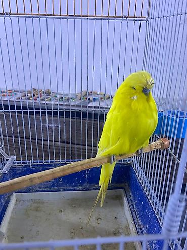 Jumbo tutuquşu erkək 120m Ciddi alıcı olsa endirim edəcəm. Xətai