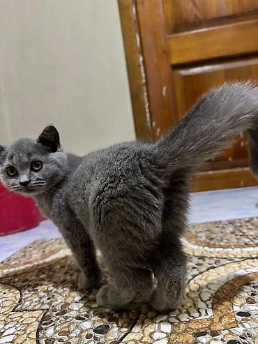 Животные: Böyük, yumşaq tük̈lü, börküm-börküm bölük bədəni və yuvarlaq — 3