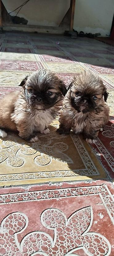 it ucun bellik: Pekines, 2 ay — 1