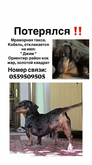 сайт продажи щенков: Собака даром: Такса, 1 год, Самец, С прививкой