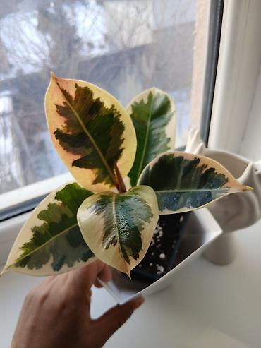 Женское счастье (Спатифиллюм): Комнатные растения в горшках 1) Цитрус (лимон/апельсин из косточки) — — 11