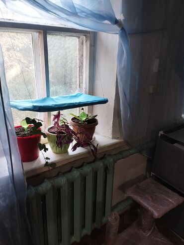 Продажа кошек: Гостиница для кошечек и маленьких собачек до 5 кг Предлагаем — 6