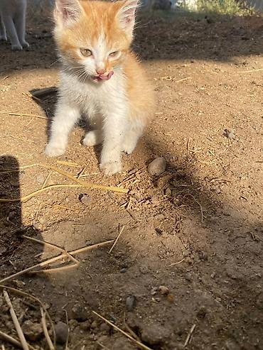 Продажа кошек: Сиамская, 2 месяца, Мальчик, Приучена к лотку — 6