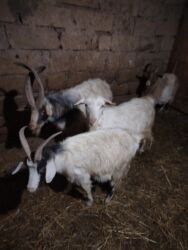 Keçi, çəpiş: Məhsul: Qoyun-keçi təsərrüfatı üçün keçilər Təsvir: - Şəkillərdə uzun — 2