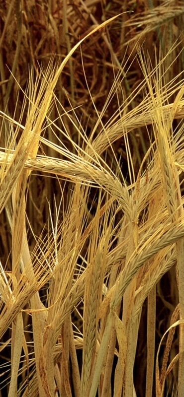 семена петунии купить бишкек: 🌾 КҮЗДҮК АРПА САТЫЛАТ! 🌾 Урматтуу айылдаштар жана дыйкандар! Бизде