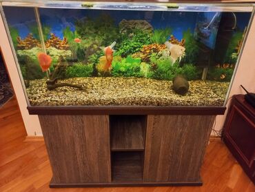 Gəmiricilər: Dördbucaq akvarium, Balıqlarla birlikdə, 300 l, Ünvandan götürmə