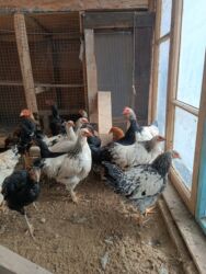 дом для животных: Продаю куры питух Домашняя Для разведения 5 месяцев