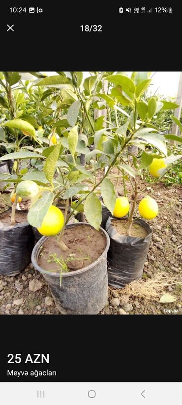 Tinglər: Müxtəlif dekorativ və meyvə ağaclarının tingləri. • Xurma-narıngi — 16