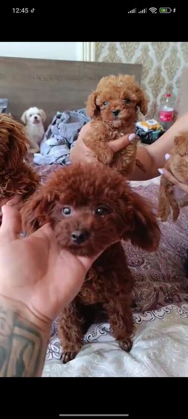 İtlər: Pudel, 3 ay, Erkek, Peyvəndli, Ünvandan götürmə — 22