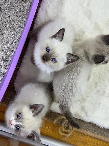 Pişiklər: Siam — 6