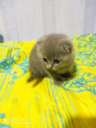 Pişiklər: Şotland, Dişi, Yaxşı əllərə, Ünvandan götürmə — 8