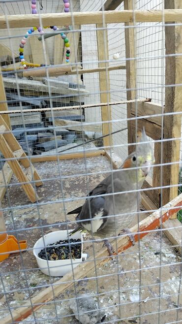 Tutuquşları: 2 disi 1 ərkek 1 yaşları var qefesle bir yerdə satılır qəfəsin uzunu — 3