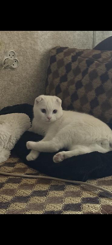 1 мальчик 2 котёнка: Кошка даром: Скотиш Фолд (Шотландская вислоухая), 1 год, Мальчик, Кастрирована, Приучена к лотку, С прививками — 4