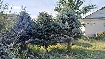 растение денежное дерево: Ели голубые (ели колючие, Picea pungens Glauca) — взрослые — 1
