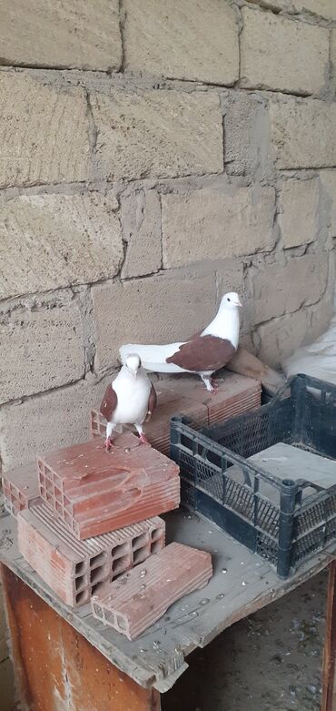 goyercin bazari: Salam Qoşa ÇəP Ağ QuYRuQLaR Erkek Mayadir Cüt deyiller . mayanin