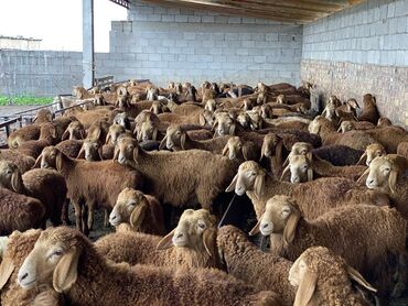 Бараны, овцы: Продаю | Ягненок | Арашан | Для разведения | Племенные