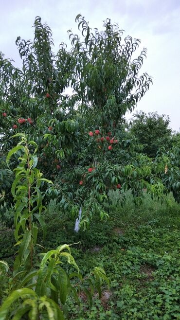 Ağaclar: Məhsul: Meyvə ağacları (gilas və şaftalı/nektarin bağ sahəsi) Xaçmaz — 7