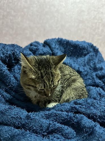 кот кошка: Беспородная, 5 месяцев, Мальчик — 1