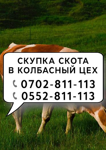 С/х животные и товары: В Колбасный цех принимаем коров быков телок лошадей. Калбасный цех — 1