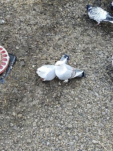 Göyərçinlər: Dekortiv göyərçinlər 30.50 arası super hazır cüt dekorativ — 3