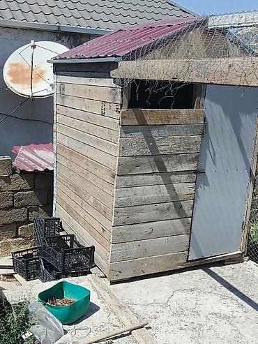 mustanq heyvan: Taxta göyərçinxana – hazır konstruksiya Məhsul təsviri: - Tam — 4