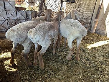 Баран, овца: Продаю | Ягненок | Арашан | Для разведения | Племенные — 2