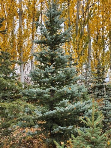 Декоративные деревья: Продаются хвойные и лиственные деревья🌲🌳 - Голубая ель от 0,8-5м - at lalafo.kg — 10 Декоративные деревья: Продаются хвойные и лиственные деревья🌲🌳 - Голубая ель от 0,8-5м - — 10