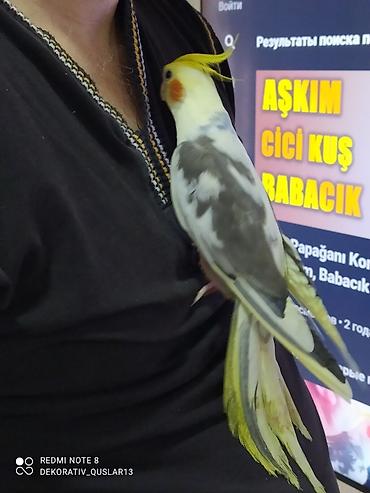 Tutuquşları: Salam. TAM SAĞLAM VİTAMİNLƏR PROFESSİONAL BİT DƏRMANİ VURULUB VƏ — 24