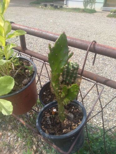 Kaktus: Kaktus — 6