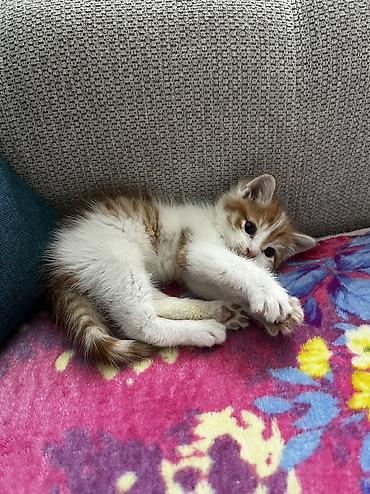 Продажа кошек: Отдаем в добрые руки котенка, которого нам подкинули. Возраст: 1 — 1
