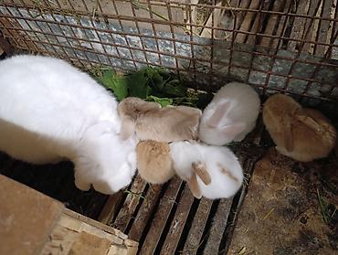 Gəmiricilər: Holland lop dovsanlarina endirim 15 manat.yerli dovsanlar tek tek 6 — 5