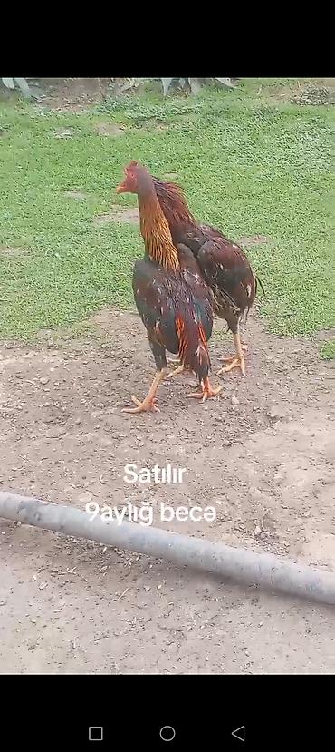 cuce satisi 2019: 9 aylığ becə satılır super becədi barter var itlə telfonla velasbetlə — 1