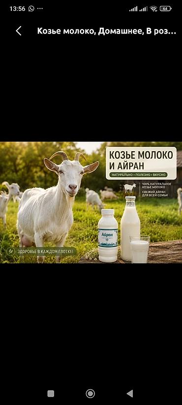 козлу кой: Козье молоко, Домашнее, В розницу — 1