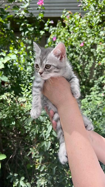 Скотиш Страйт (Шотландская прямоухая), 2 месяца, Мальчик, Серый, Приучена к лотку, Проглистована