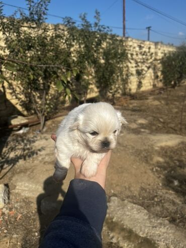 объявление о продаже собаки: Пекинес, Самец, Платная доставка