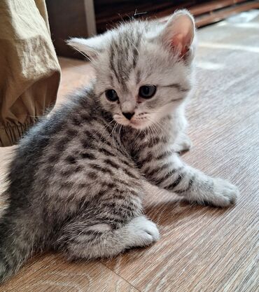 сколько стоит британская короткошёрстная кошка: Скотиш Фолд (Шотландская вислоухая), 1 месяц, Мальчик, Биколор, Проглистована